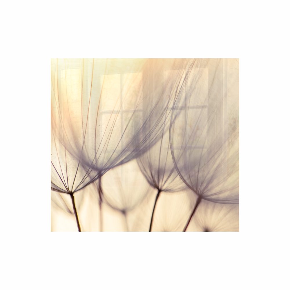 Parrot Products Decorative Glass Wall Tile (598 X 650 X 6mm) Dandelion Floret