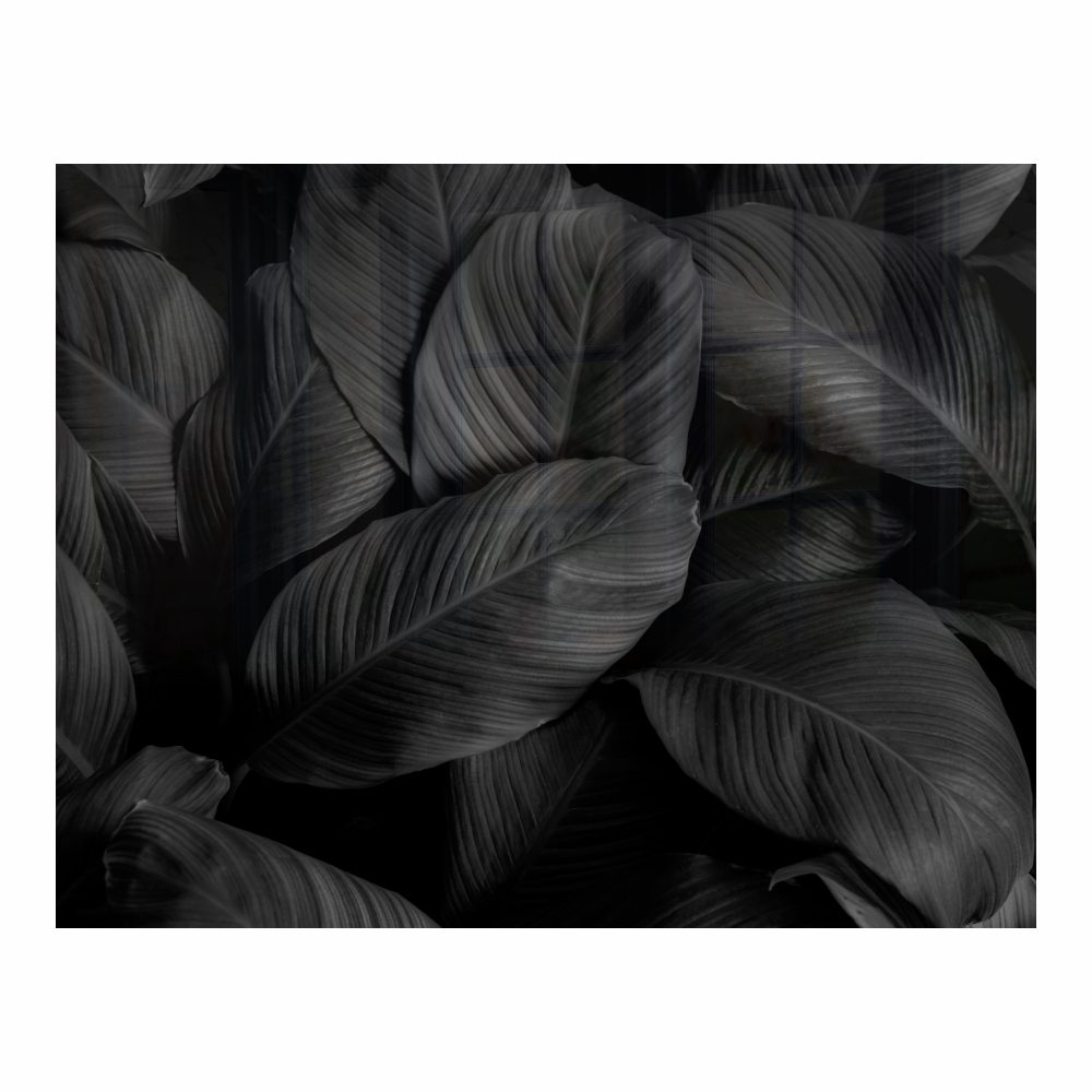 Parrot Products Decorative Glass Wall Tile (898 X 700 X 6mm) Feathers